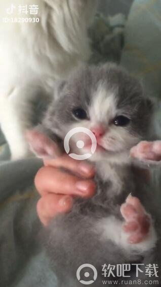抖音吸引猫的声音原视频 抖音小奶猫叫吸引猫咪的声音分享 