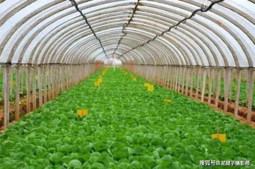 中国粮食蔬菜水果产量均为世界第一,为何不是 农业强国