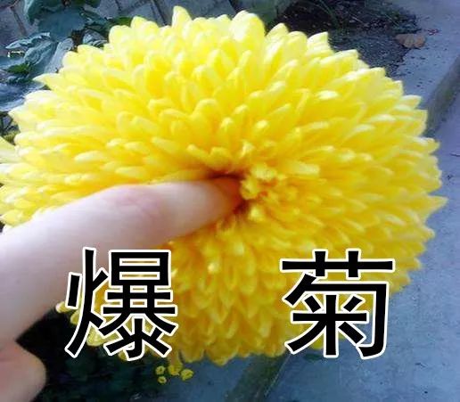 菊花冷知识大全图片，菊花的冷知识(菊花科普)