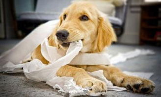 狗狗吃纸是怎么回事