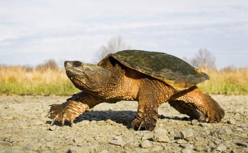 越南石龟是国家保护动物吗？