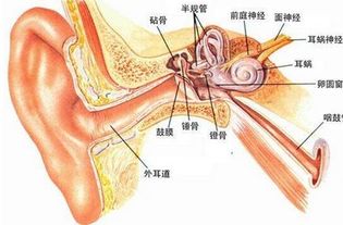 我被人打了造成耳膜穿孔,鉴定属于轻微伤,对方该怎么赔偿我 