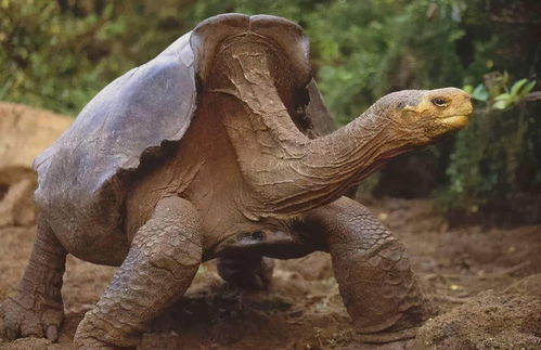 加拉帕戈斯陆龟,加拉帕戈斯象龟寿命