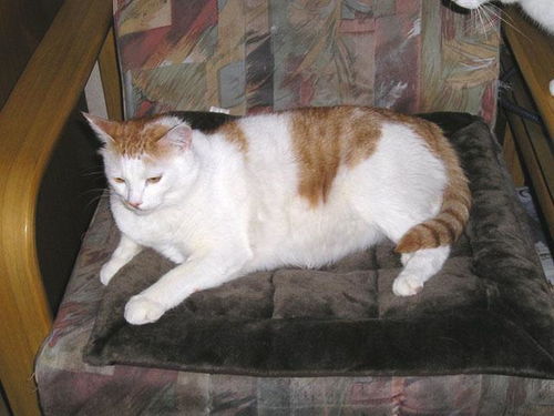 送给爷爷一只橘猫,结果橘猫仅用一年时间,胖了10斤