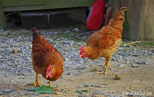 专业养鸡的方法 快速让母鸡下蛋的方法 吃什么让母鸡产蛋率高