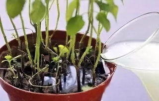 怎么用淘米水培养花肥