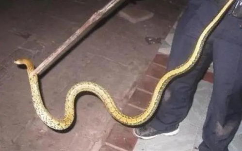 吓懵 安徽某儿童摄影屋营业期间,吧台下突然爬出一条大蛇