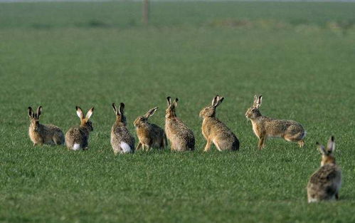 没有天敌 澳大利亚兔子泛滥成灾,最高数量曾突破100亿只