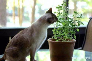 几个可以防止家里的猫践踏盆栽植物的方法,你更喜欢哪 