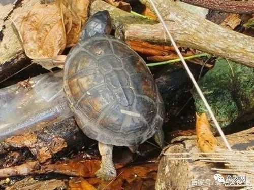 黄泥龟的生活与饲养繁殖,小知识分享