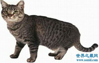 史上最丑的猫品种排名第一的猫丑哭了,虽然丑但却很贵 