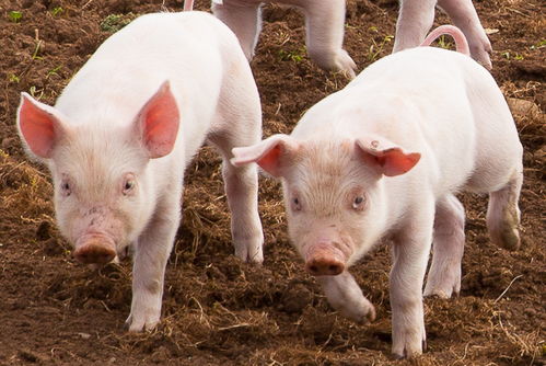 全国猪肉供需矛盾持续缓解 生猪出栏实现止跌回升