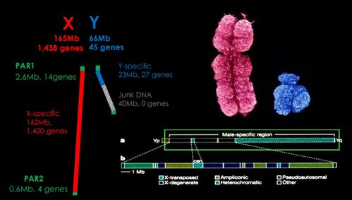 Y染色体很可能在500万年内消失, 男性 会灭绝吗 造就Talk 王玉国