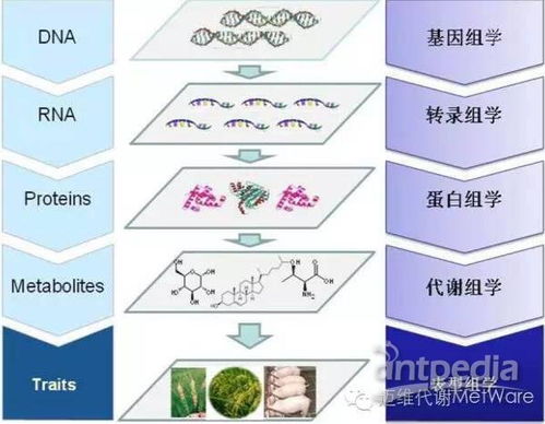 中医中文核心查重率：从高到低的转变之路