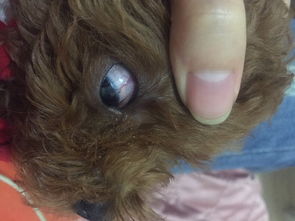 小狗眼睛里有红血丝,这是什么情况 