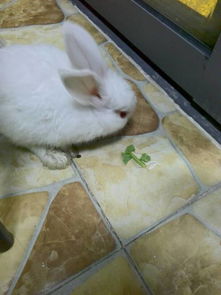 兔子死了为什么