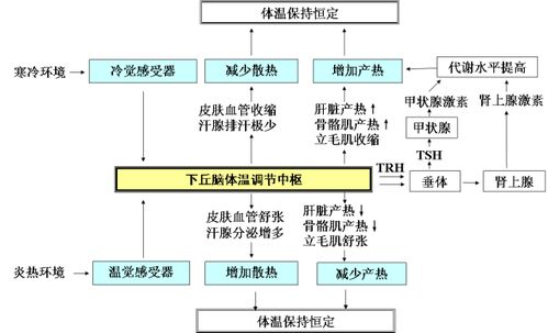 高考一轮复习生物知识点 生命活动的调节