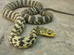 在农村野外旅行,看到一条两米多长的大蛇在吞蛇,是什么蛇呢