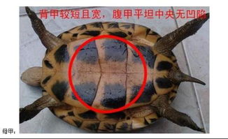怎样从乌龟肚子上的纹路分辨性别,一只最后一节是合在一起,另一只是分开开 
