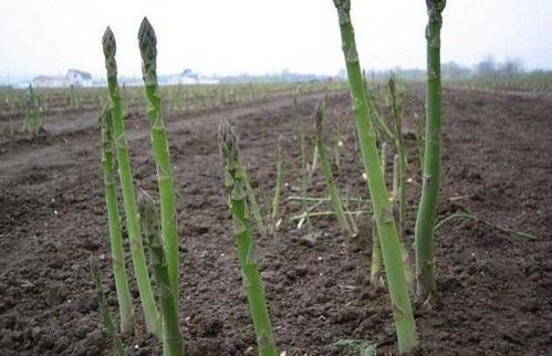 芦笋定植,5大招教你如何操作,有助于收获优质高产的芦笋