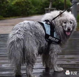 狗狗雨天必备 再也不用闷在家啦