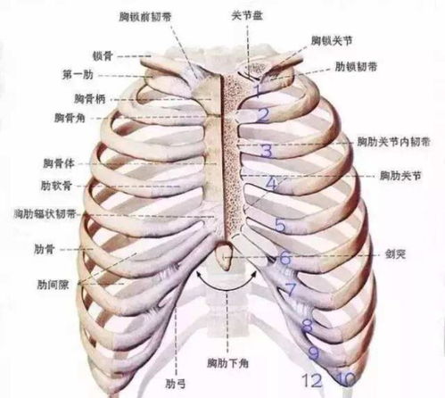 人都是女人生的,那么在没有人类之前,第一个女人是哪里来的