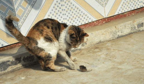 橘猫在家逮住一只老鼠, 结果老鼠装死橘猫直接一口下去, 老鼠走得很安详