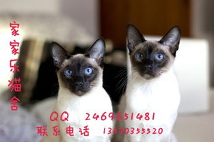 广州暹罗猫出售 广州哪里有暹罗猫 猫舍出售纯种暹罗猫