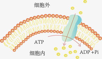 什么是主动运输 