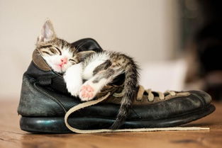 猫为什么喜欢坐在鞋子上？这是猫咪爱你的方式