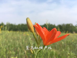 呼伦贝尔草原有种开红色的花你知道叫什么名字吗 