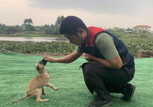 成都训犬师培训学校