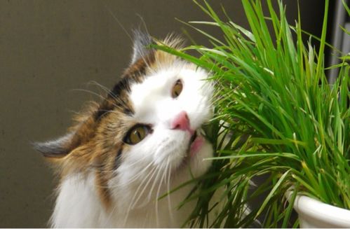 猫草是不是小麦 