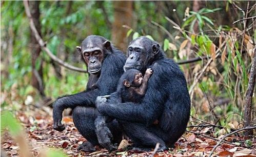 一场为期4年的猩猩大战,它们用战争告诉人类,人和动物没区别