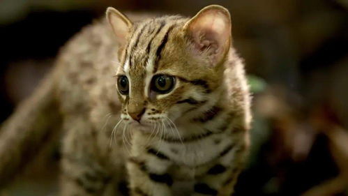 世界上最小的猫科动物,你看过吗