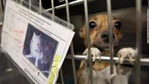 美国加州为打击不人道繁殖又出新规 宠物店只能售卖流浪救助猫狗