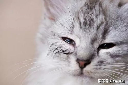 福州千宠百爱宠物医院 猫衣原体感染后有哪些症状 如何治疗猫衣原体病