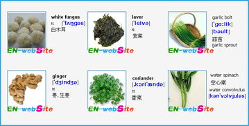 日常生活中常见蔬菜英文名 系列3 玩游戏学英语 