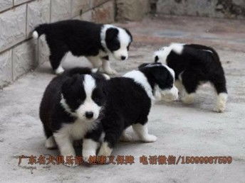 图 江门边境牧羊犬价格多少钱一只江门边境牧羊犬图片边境牧羊犬 江门宠物狗 江门列表网 