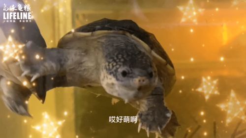 室内龟屋系列 萨尔文巨蛋龟饲养的水温 水质 水深经验详解