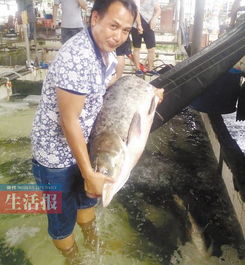 广西南宁一水产市场现31公斤的大头鱼 这一条鱼能卖1000多元