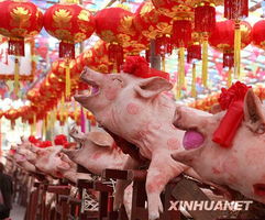 广东汕头 赛大猪 数百头猪场面壮观 