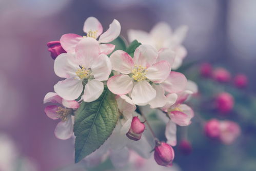 春季赏花,这些 花 的隐喻你知道吗