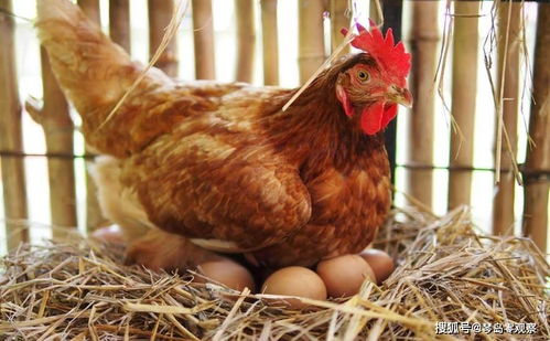 为什么母鸡不需要公鸡就能生蛋了 那公鸡存在的意思是什么