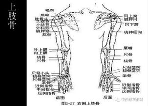 人体解剖学基础知识 