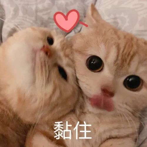 可爱猫猫刚睡醒表情包 搜狗图片搜索