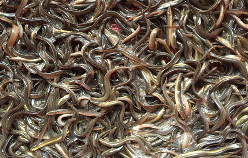 池塘泥鳅养殖技术和注意事项,金色泥鳅怎么养