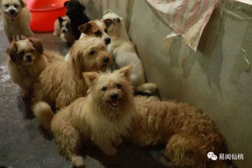 收留130多只狗 仙桃这家流浪狗救助基地急需您的关注