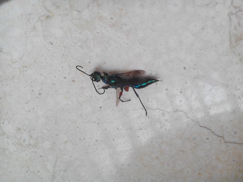 家里最近两次发现了一种绿色会飞的虫子, 长约2厘米,叫什么名字啊 有害吗 