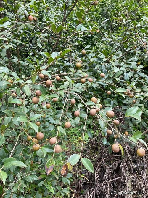 有价无市的茶籽油,农村人都为买不掉发愁,为何还要鼓励大力发展